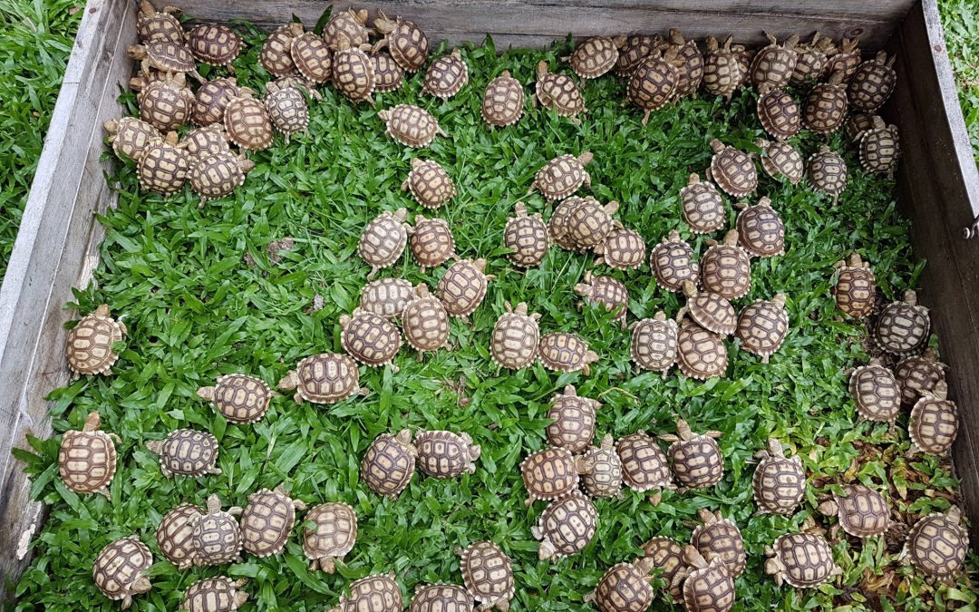 ขายเต่าซูคาต้า เต่าซูลคาต้า เต่าบก เต่ายักษ์ใหญ่อันดับ 3 ของโลก Sulcata Tortoise For Sale